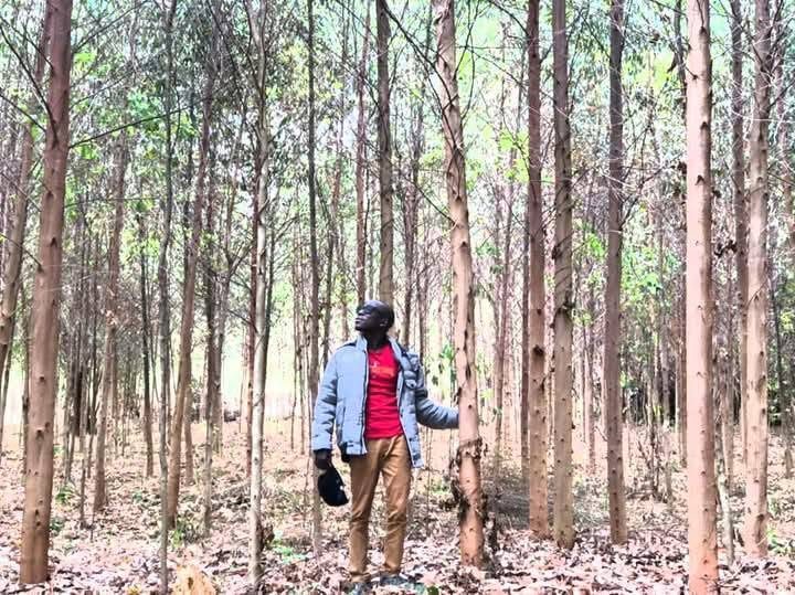 A man stands among tall, straight trees in a plantation